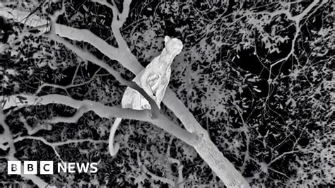 Mammals: World first as Attenborough series films leopards .